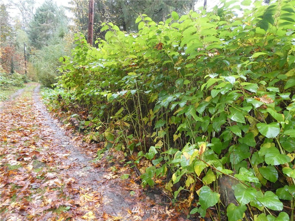 51801 South Riverside Road Gold Bar, WA 98251 - Photo 8 of 25 a view of a garden