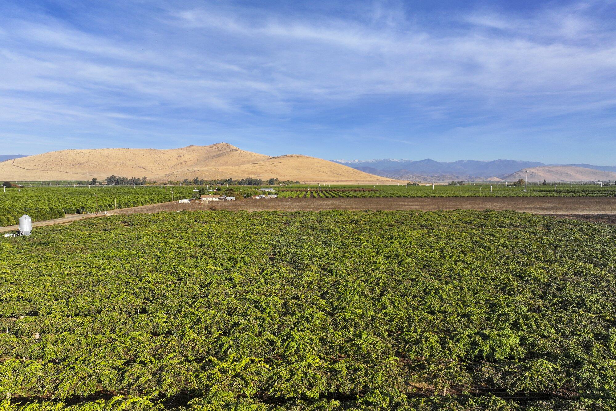 136 Rd Cutler Ca Cutler, CA 93615 - Photo 3 of 9 2023-11-21-Schuil-Farms-for-Sale-20-ac-K