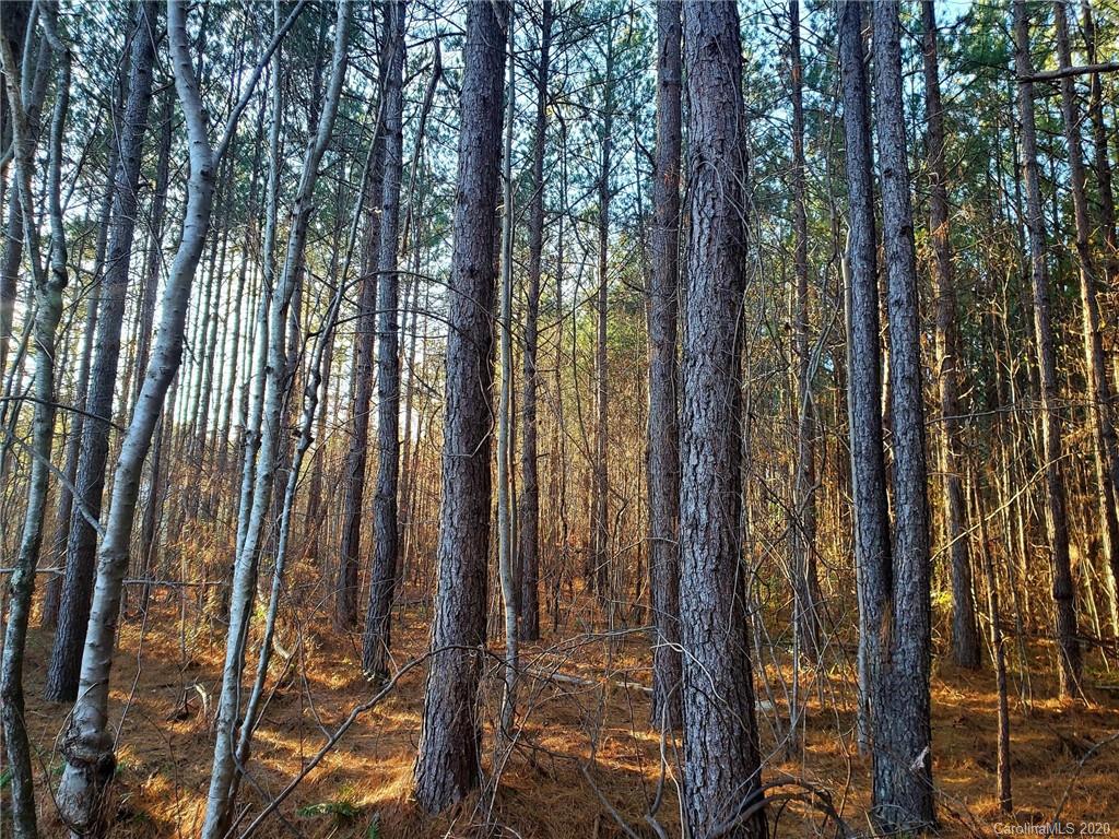 0 Grassy Knob Road Mill Spring, NC 28756 - Photo 14 of 29 a view of forest