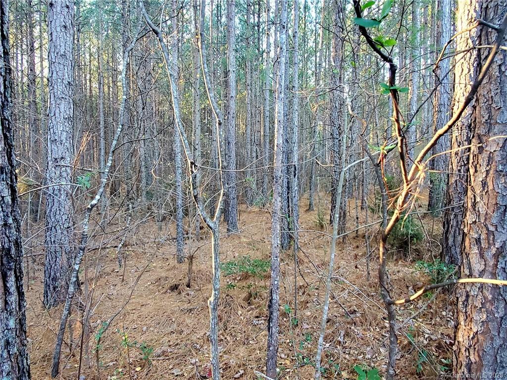 0 Grassy Knob Road Mill Spring, NC 28756 - Photo 8 of 29 a view of a yard with plants and trees