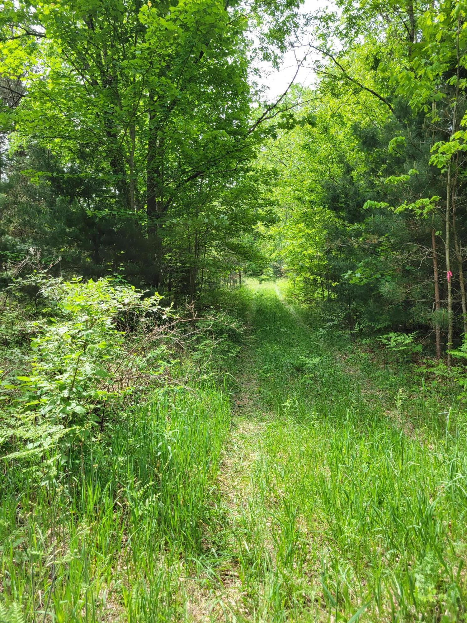 0 Jouppi Road Kaleva, MI 49645 - Photo 1 of 4 Road to the property