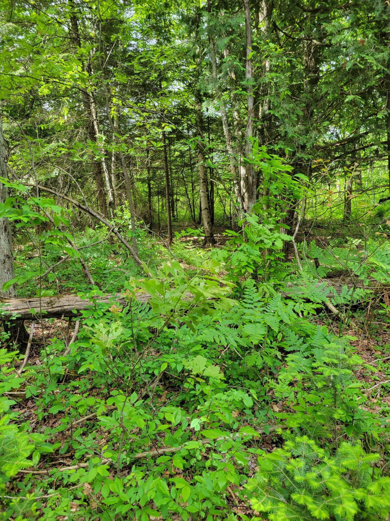 0 Jouppi Road Kaleva, MI 49645 - Photo 2 of 4 20220601_114617