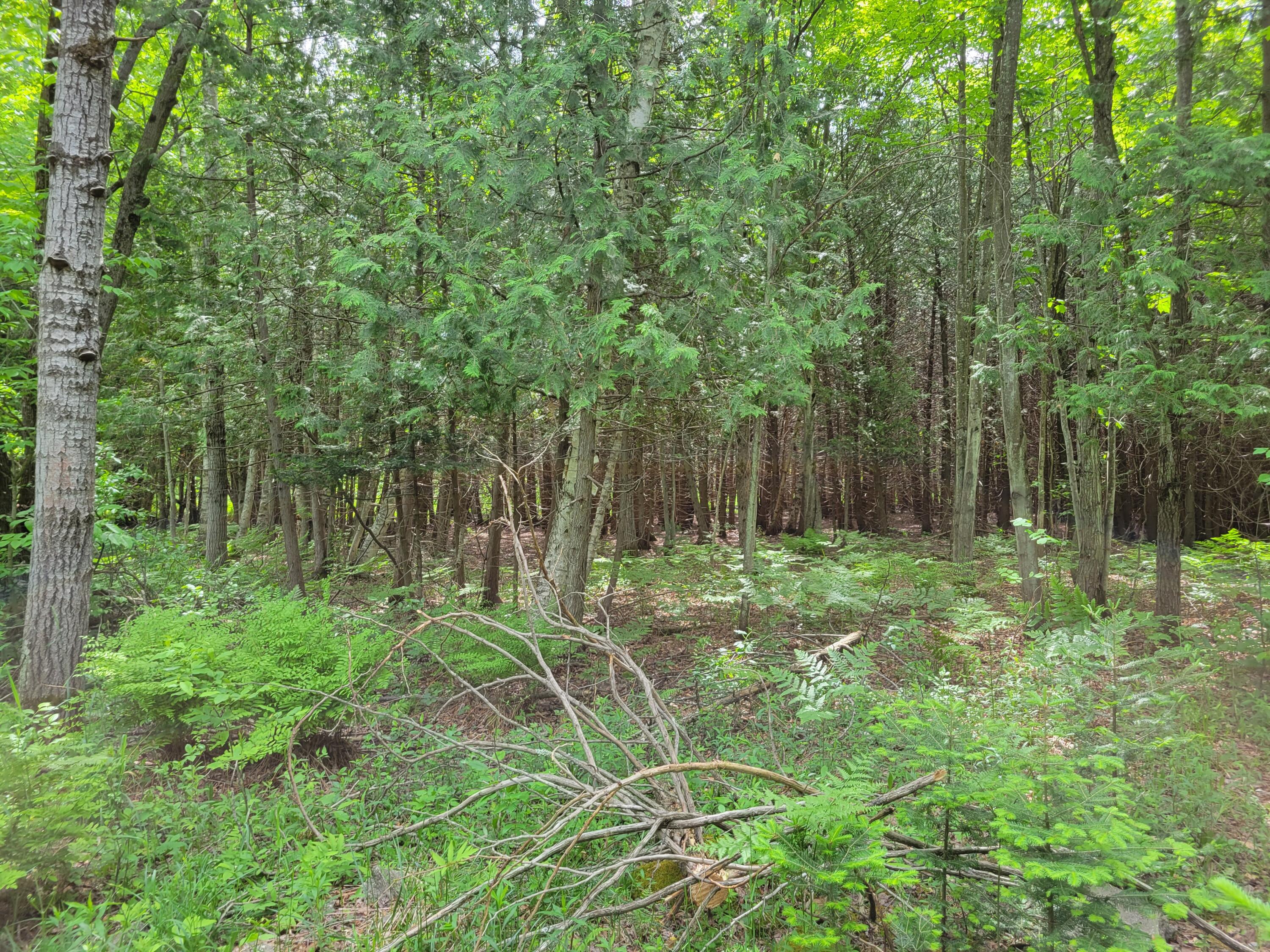 0 Jouppi Road Kaleva, MI 49645 - Photo 3 of 4 beginning of property line