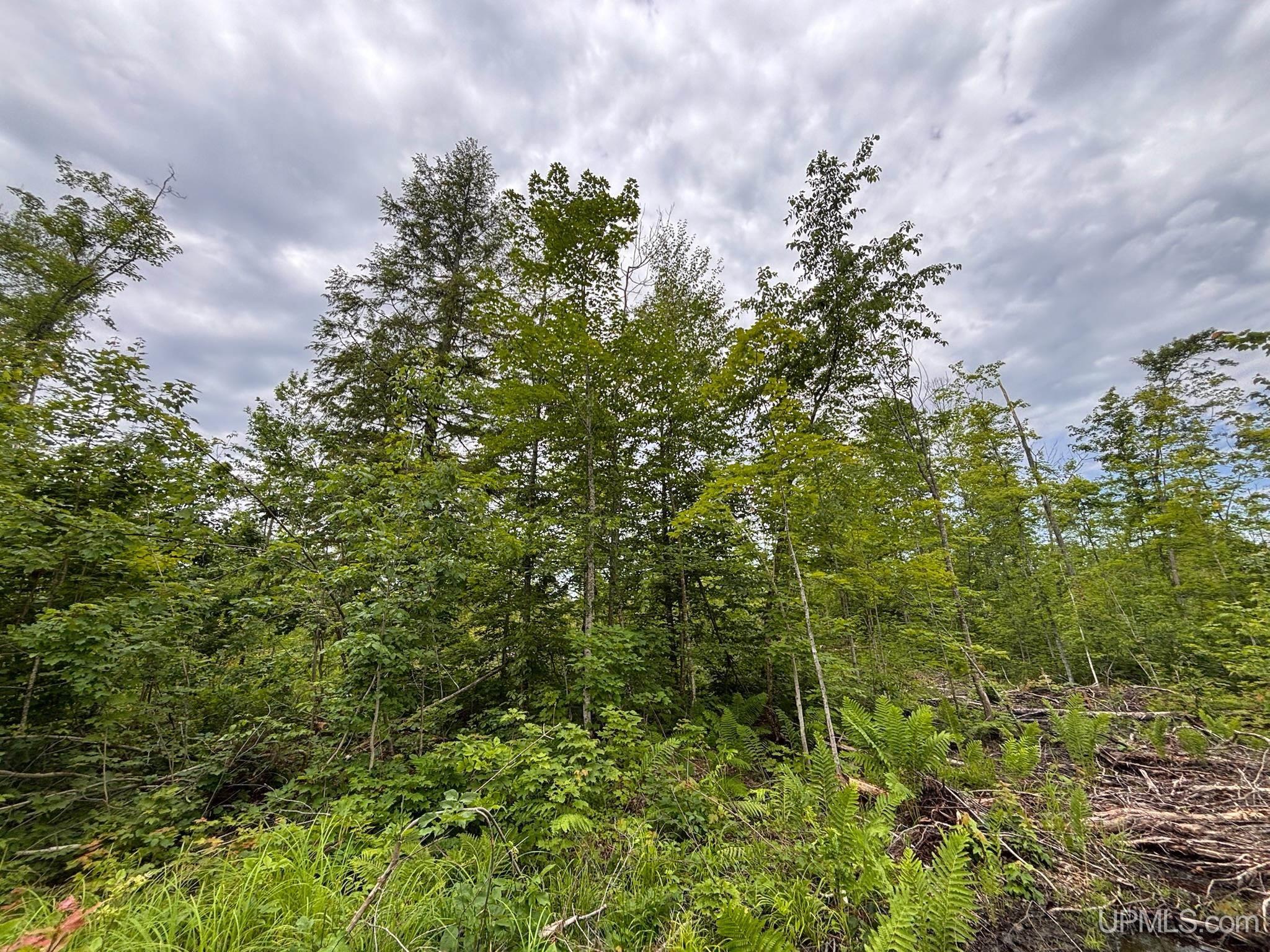 Tbd Pike Lake Road Toivola, MI 49965 - Photo 25 of 41 Gallery Image 25
