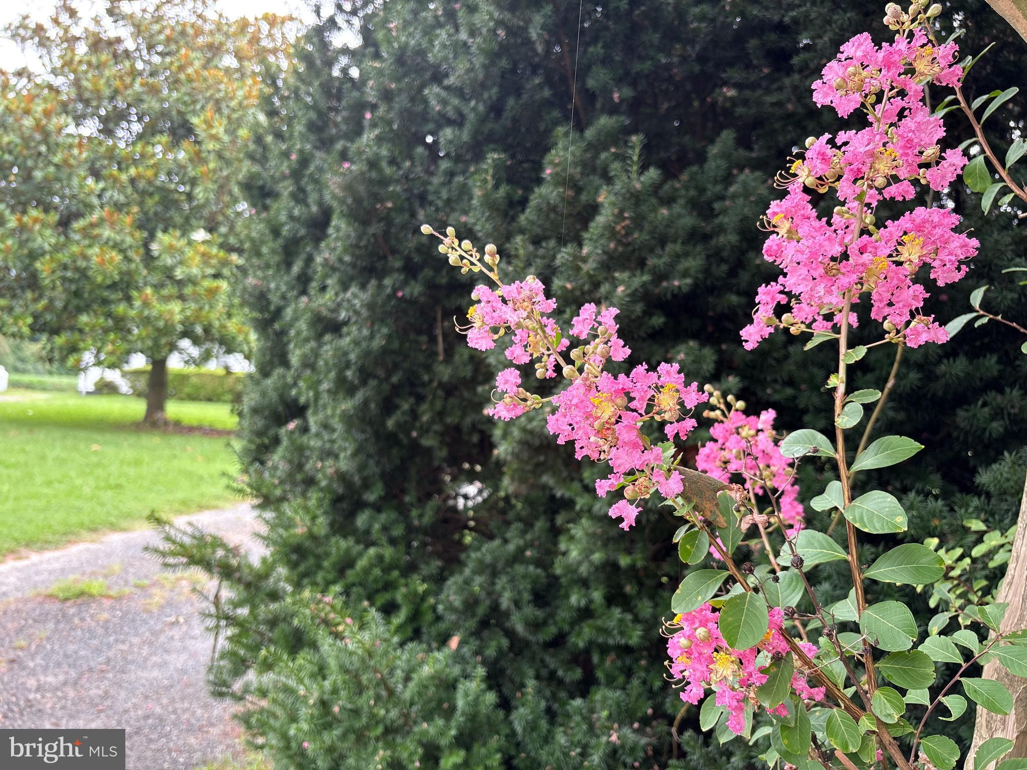 6525 Nomini Hall Road Hague, VA 22469 - Photo 42 of 44 a view of a flower