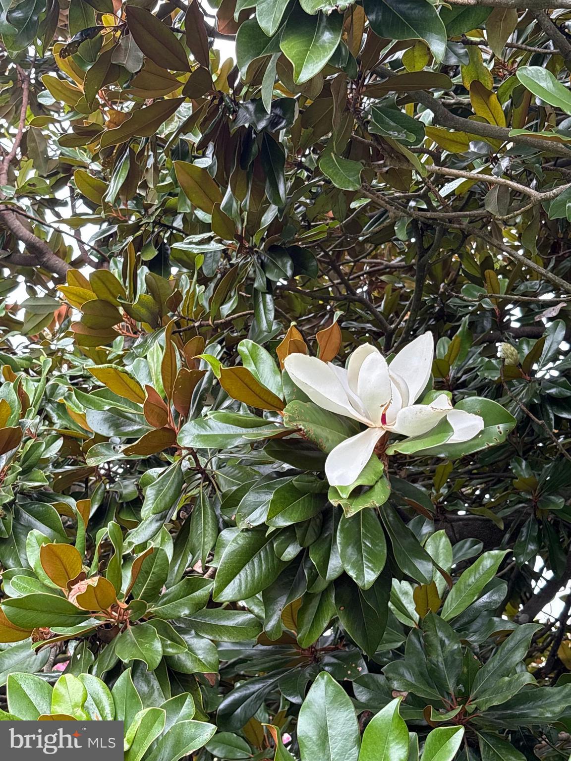 6525 Nomini Hall Road Hague, VA 22469 - Photo 43 of 44 a close up of a plant in a garden