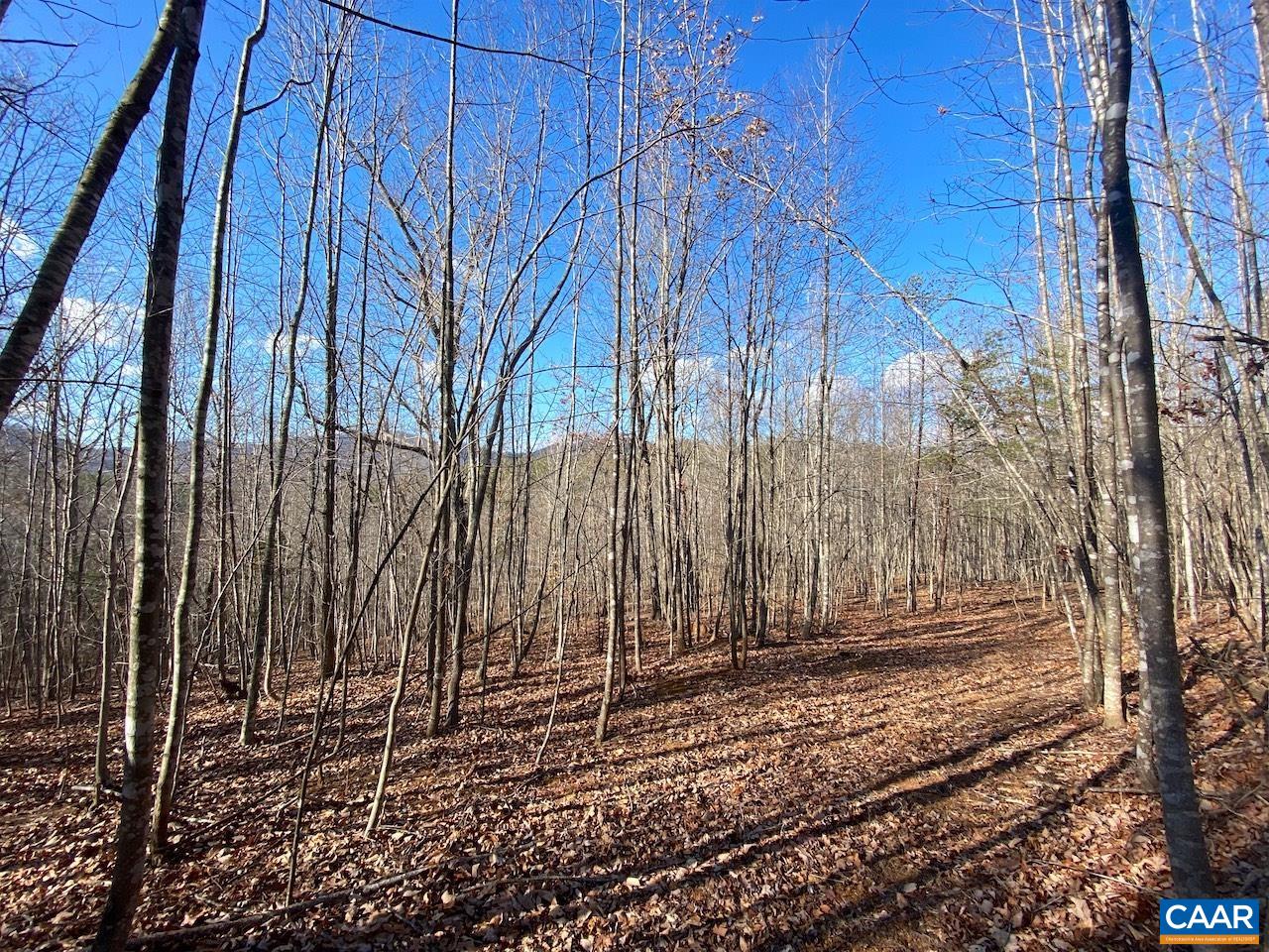 a view of a backyard with trees