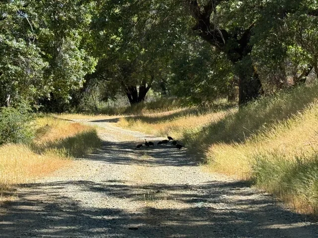 a view of water yard with a tree