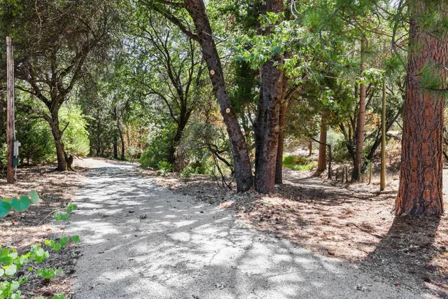a view of a tree in the middle of a yard