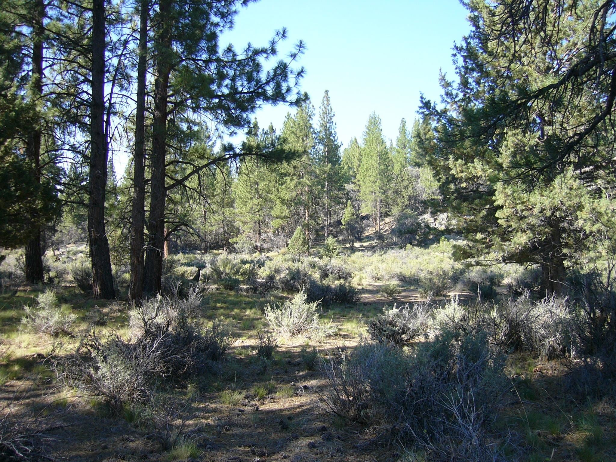 20 Acres Off Technor Robison Road Macdoel, CA 96058 - Photo 19 of 23 Gallery Image 19