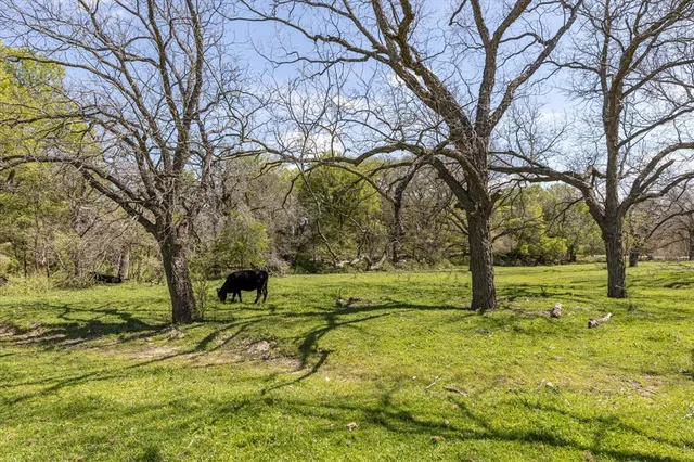 a view of yard with trees