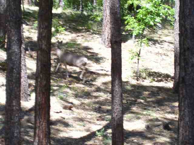 195 East Woodland Lake Road Pinetop, AZ 85935 - Photo 4 of 5