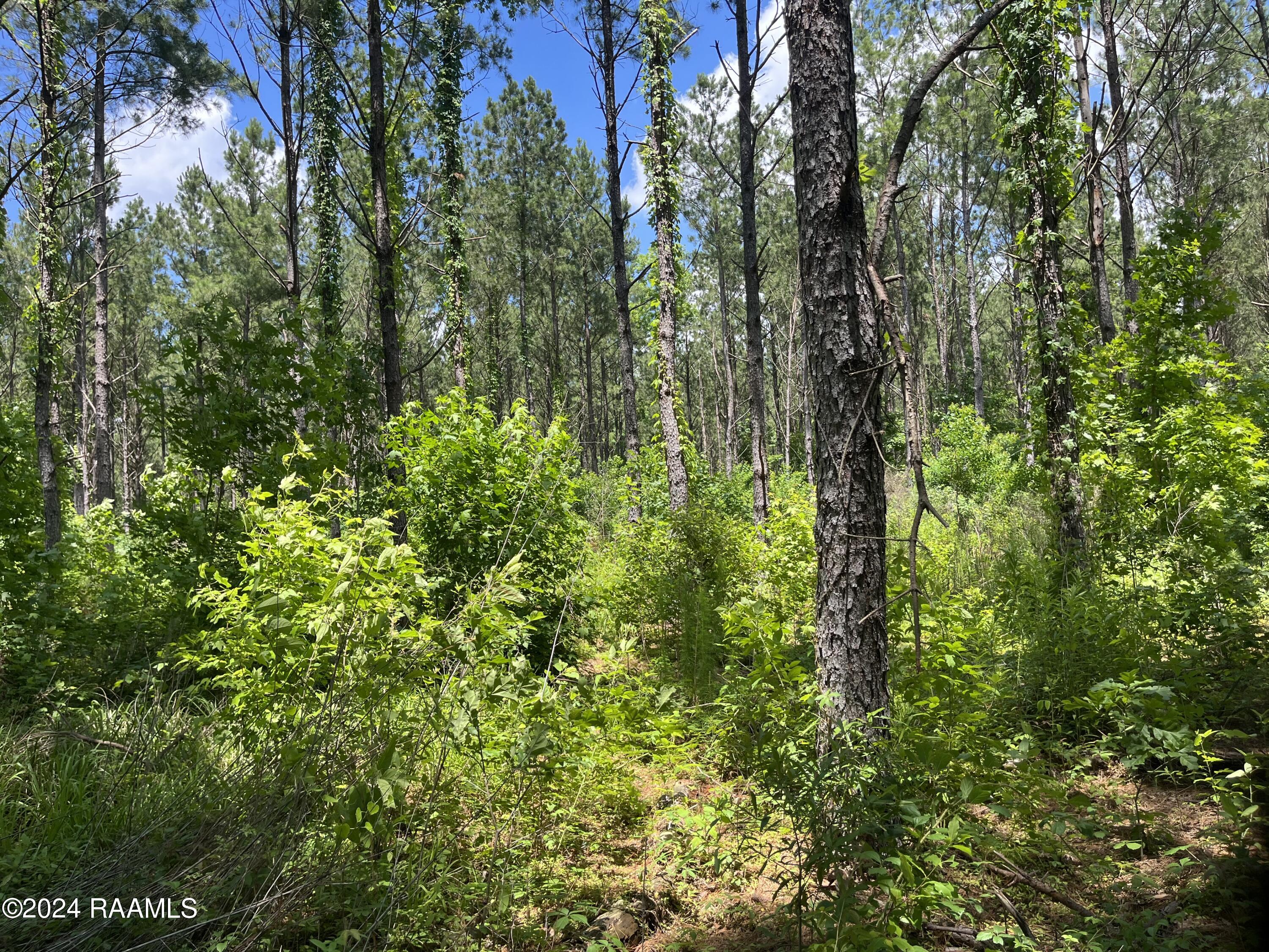 0 Herbert Ortego Road Washington, LA 70589 - Photo 8 of 18