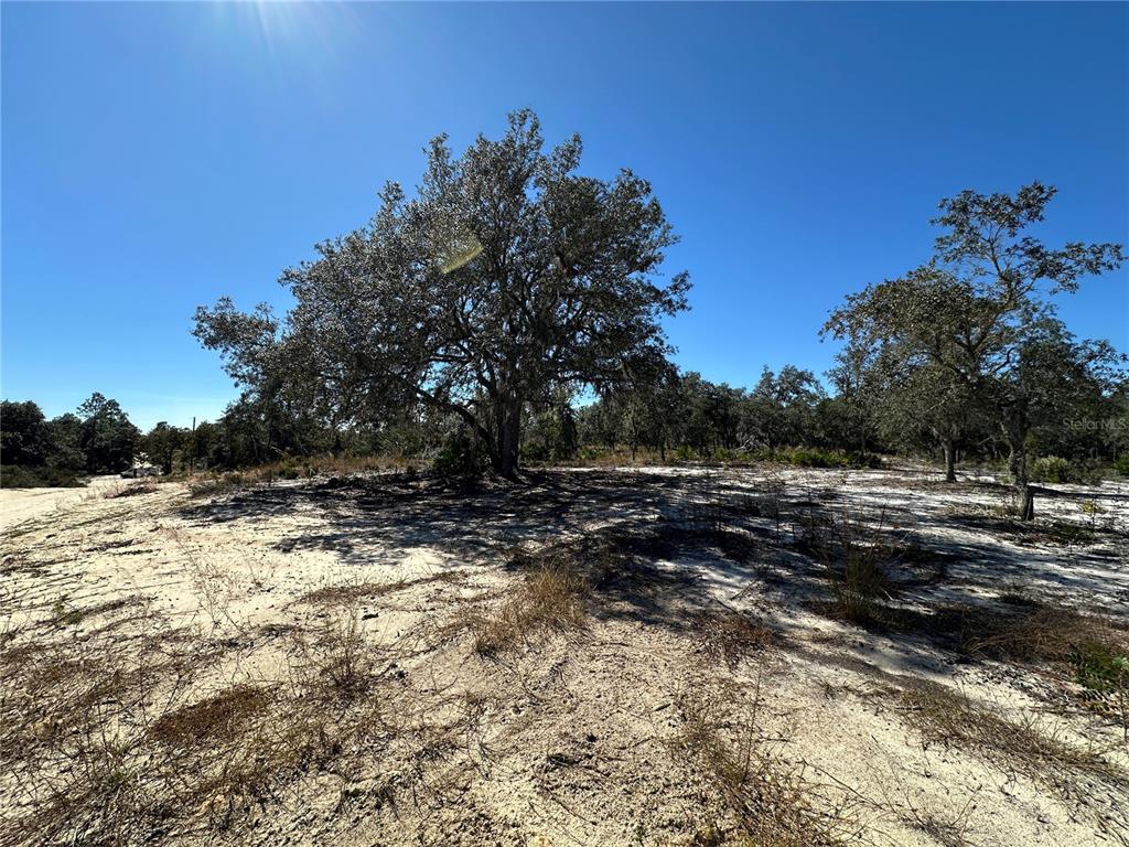Tbd Northeast 100th Avenue Bronson, FL 32621 - Photo 4 of 9 a view of a yard with trees