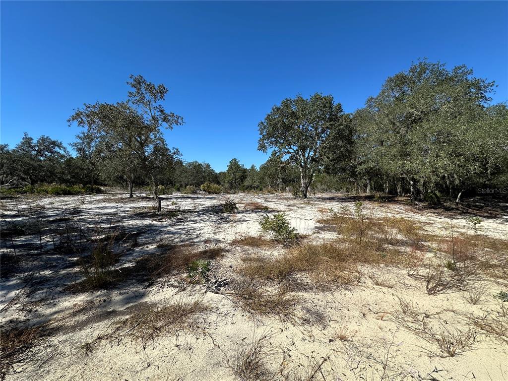 Tbd Northeast 100th Avenue Bronson, FL 32621 - Photo 6 of 9 a view of a yard with a tree