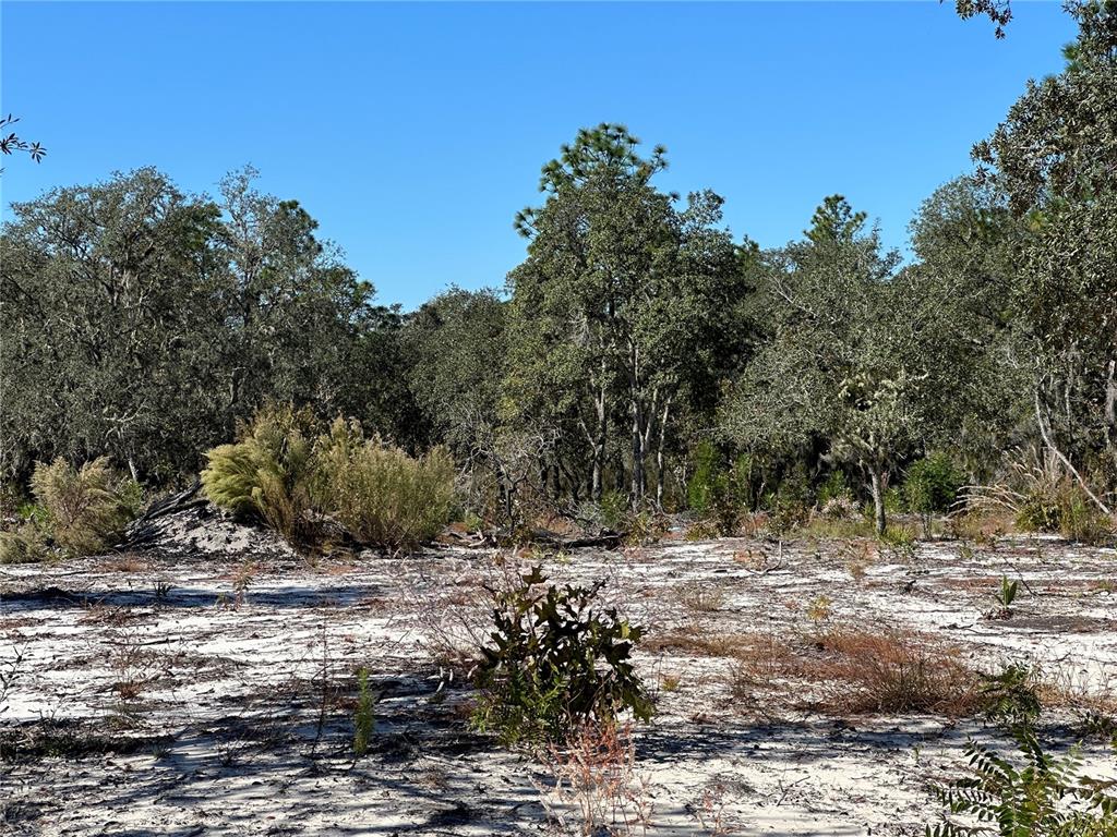 Tbd Northeast 100th Avenue Bronson, FL 32621 - Photo 8 of 9 a view of a yard with plants and trees