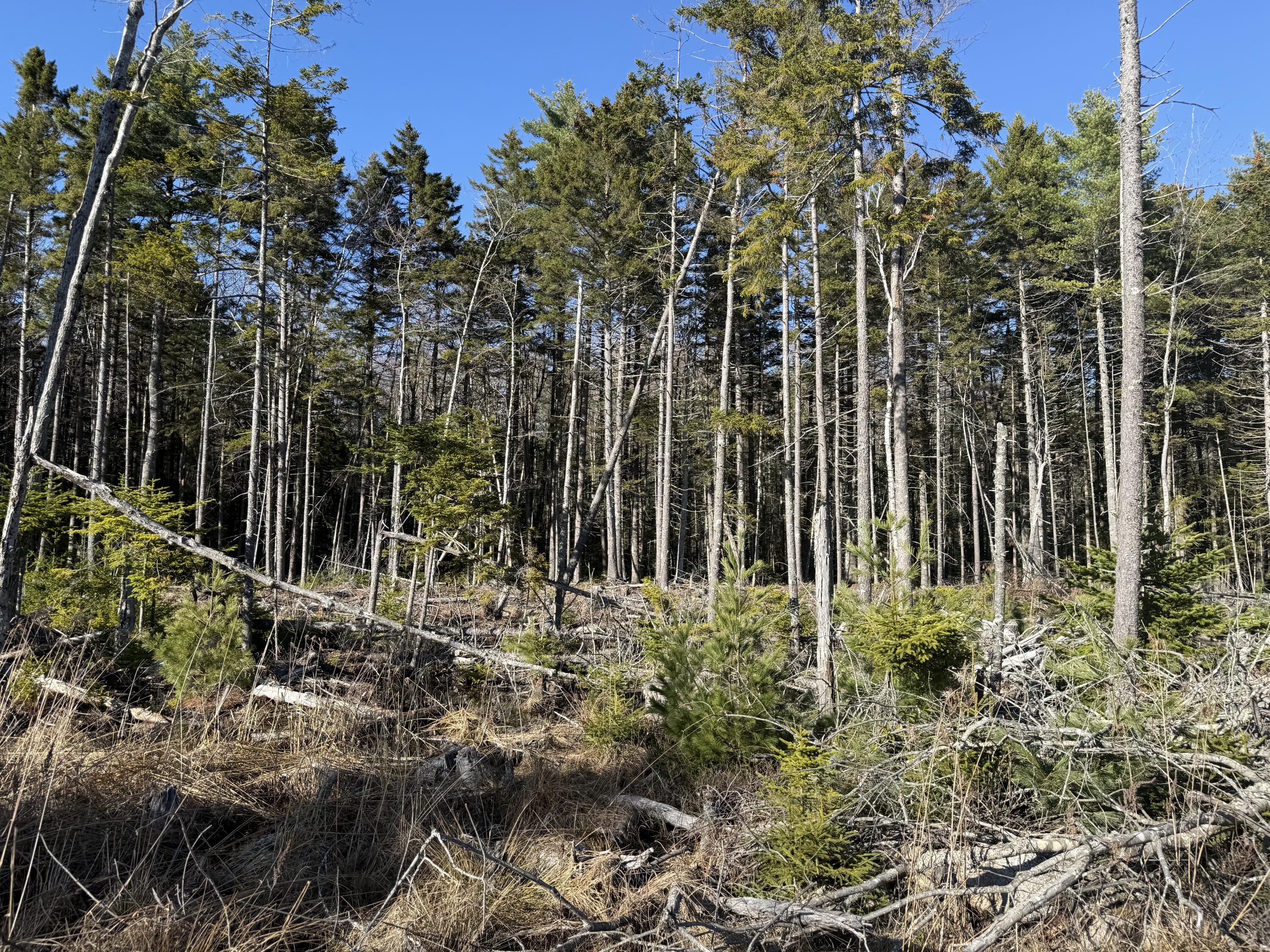 26-22-a Morgan Bay Road Surry, ME 04684 - Photo 3 of 7