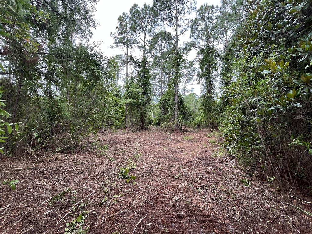 147 Roebuck Road Georgetown, FL 32139 - Photo 5 of 12