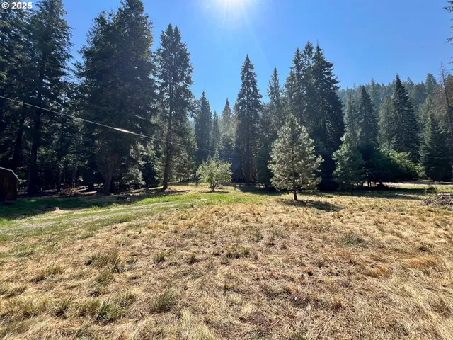 a view of large yard with large trees