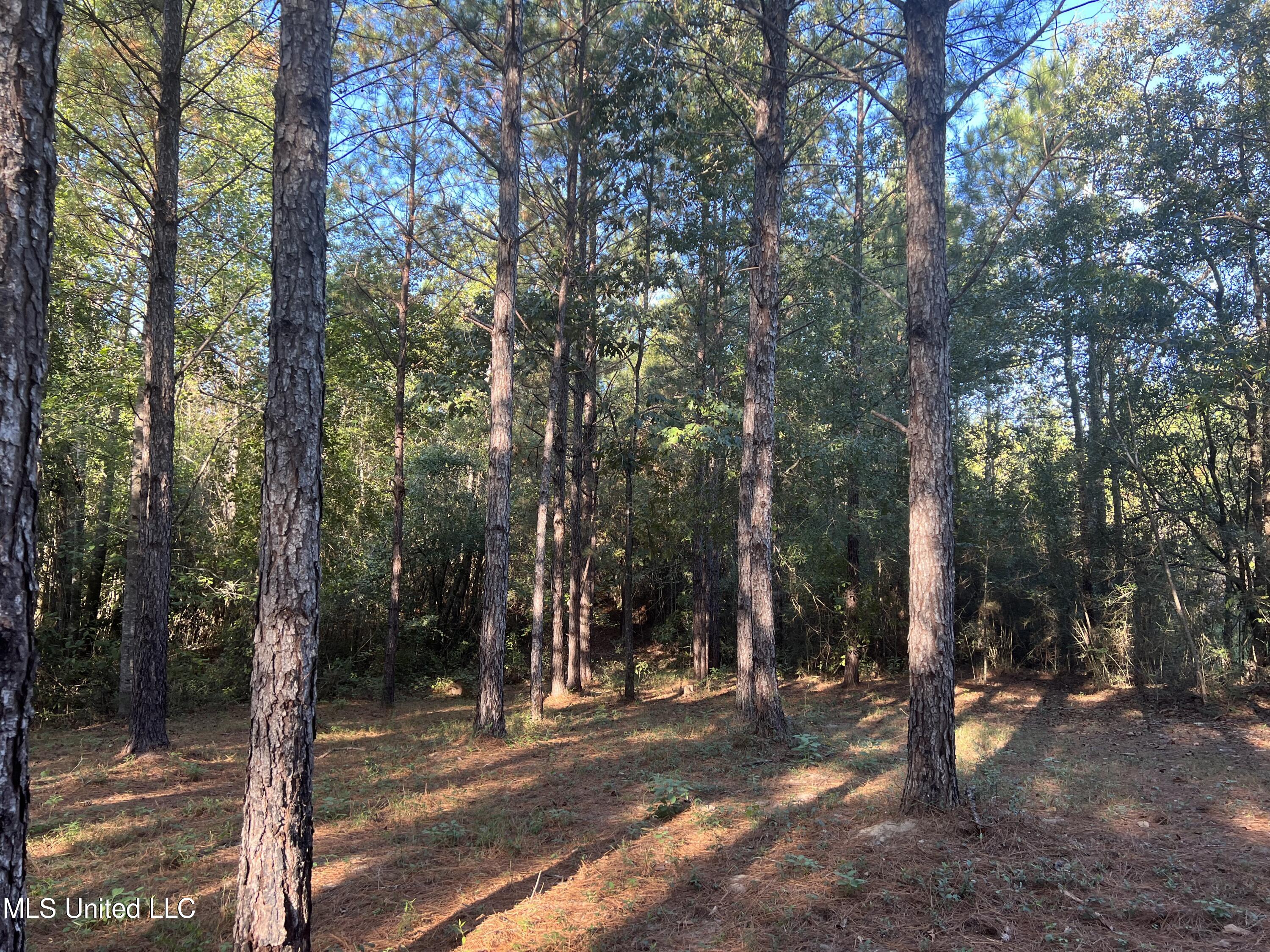 259 Forest Lake Road Beaumont, MS 39423 - Photo 18 of 62 IMG_8982