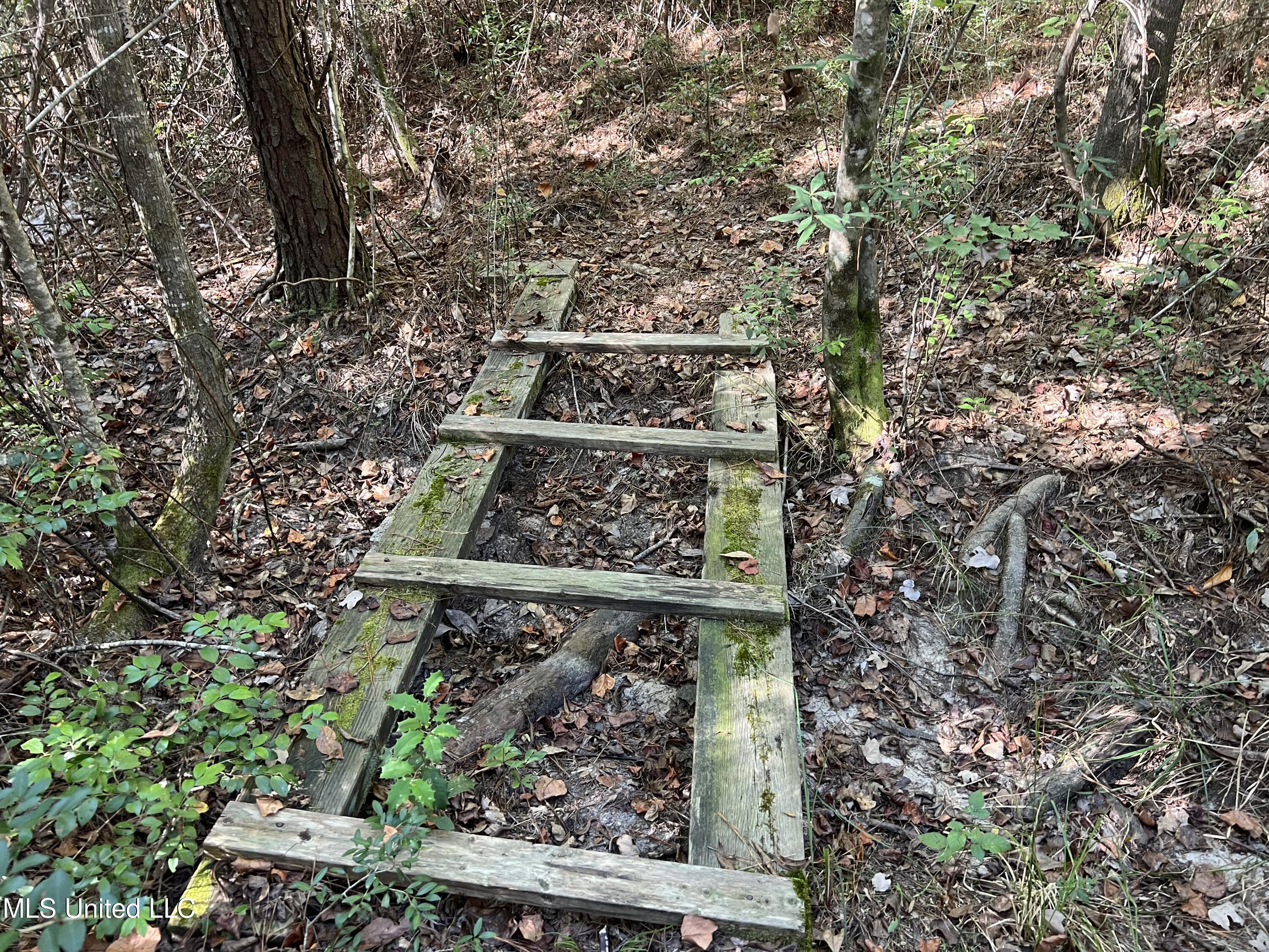 259 Forest Lake Road Beaumont, MS 39423 - Photo 22 of 62 IMG_9050