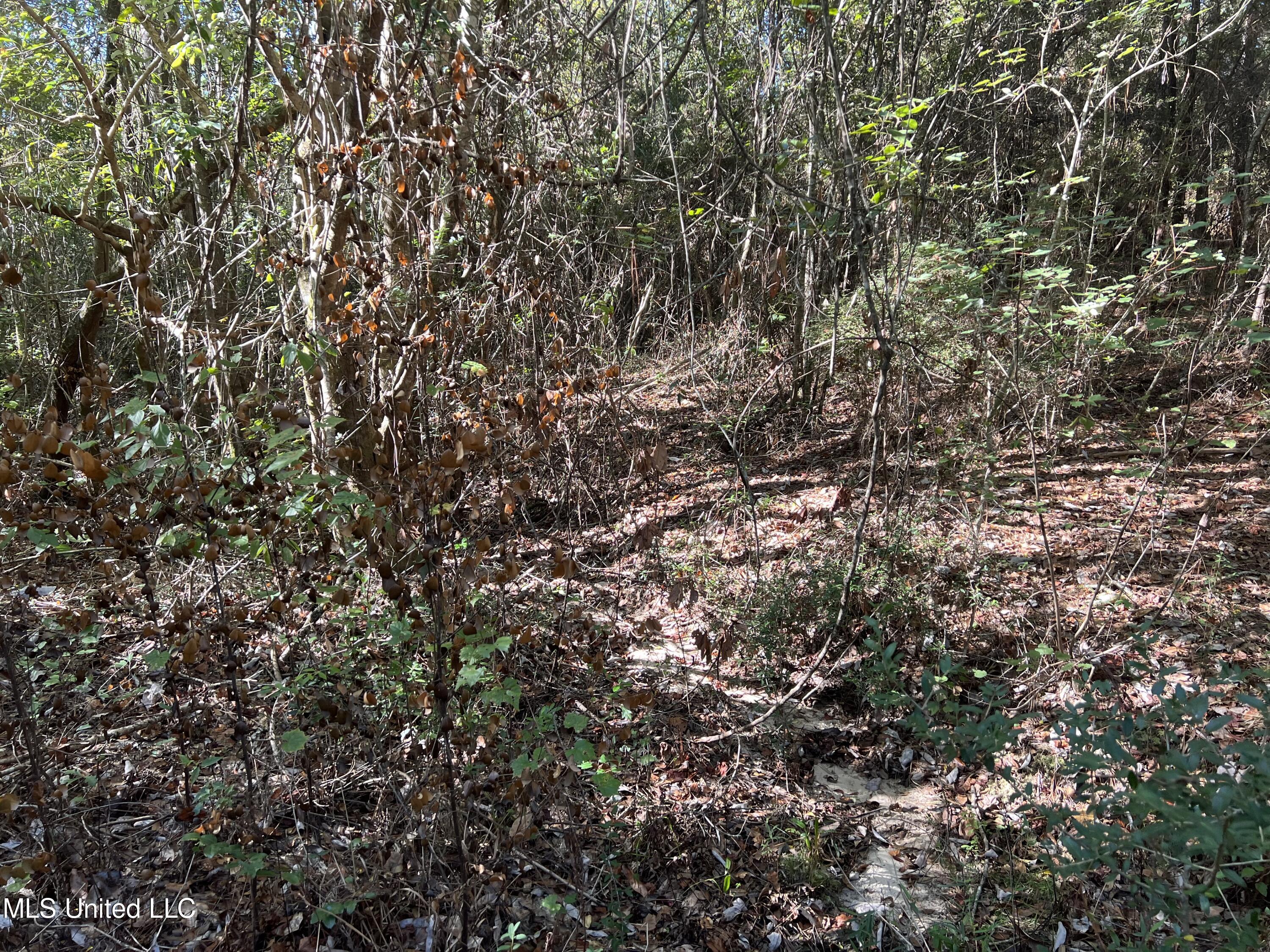 259 Forest Lake Road Beaumont, MS 39423 - Photo 23 of 62 IMG_9044