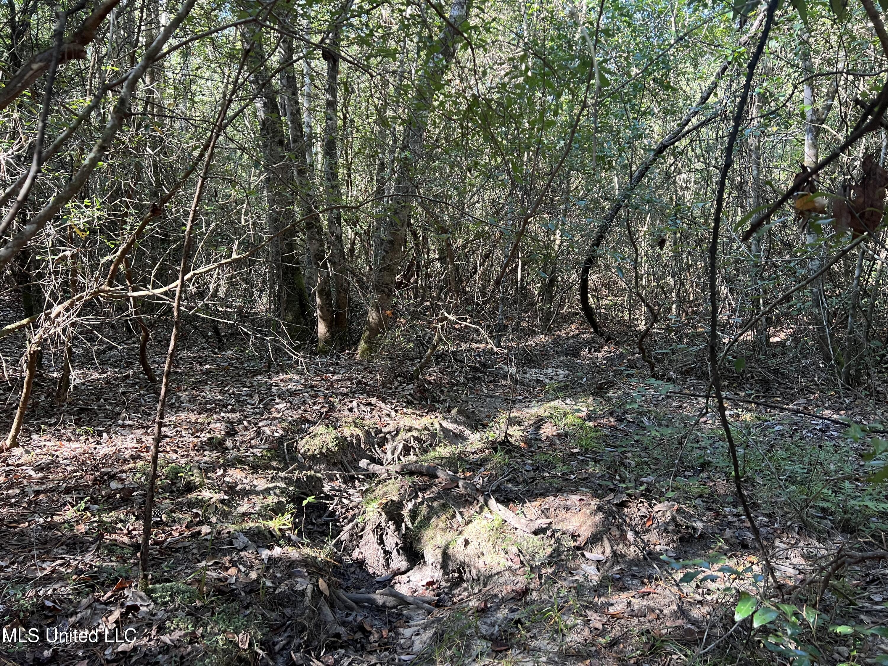 259 Forest Lake Road Beaumont, MS 39423 - Photo 24 of 62 IMG_9041