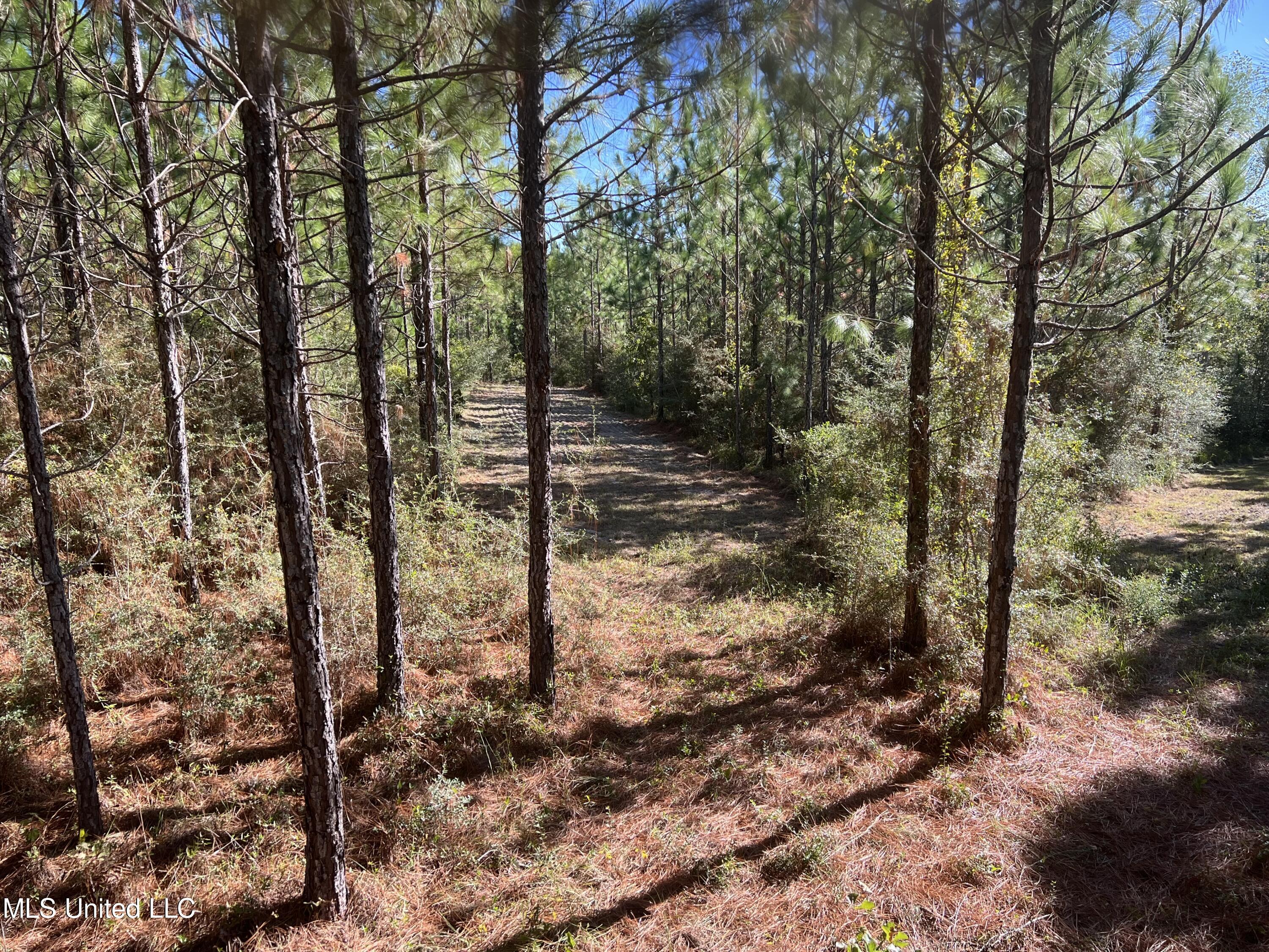259 Forest Lake Road Beaumont, MS 39423 - Photo 30 of 62 IMG_9022