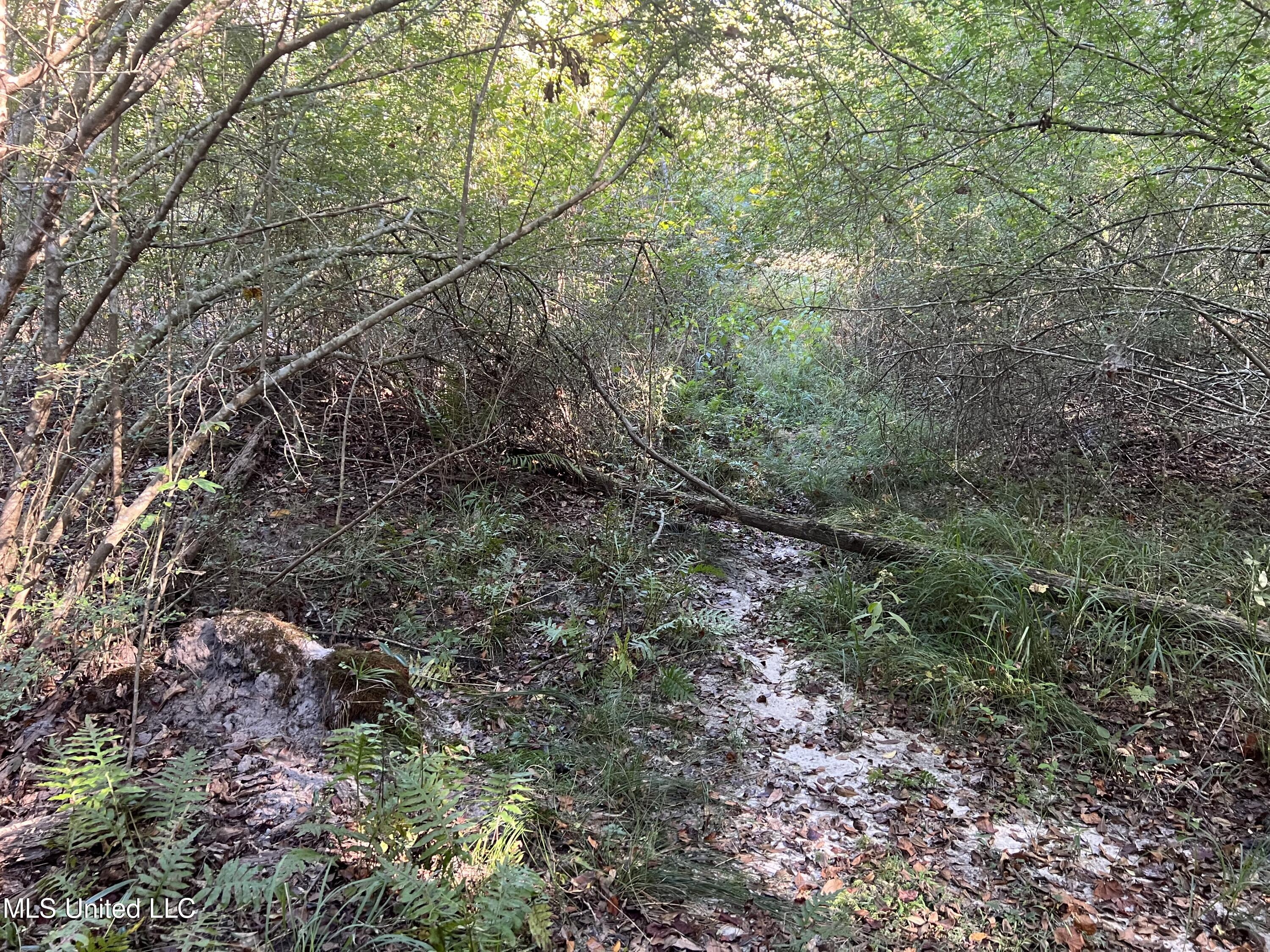 259 Forest Lake Road Beaumont, MS 39423 - Photo 31 of 62 IMG_9014