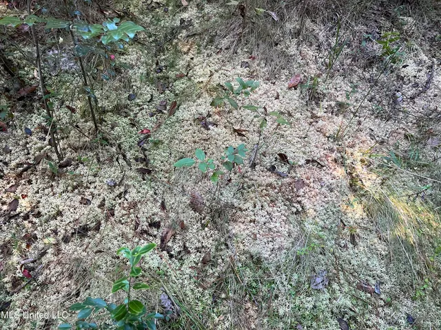 $235,000 | 259 Forest Lake Road, Beaumont, MS 39423