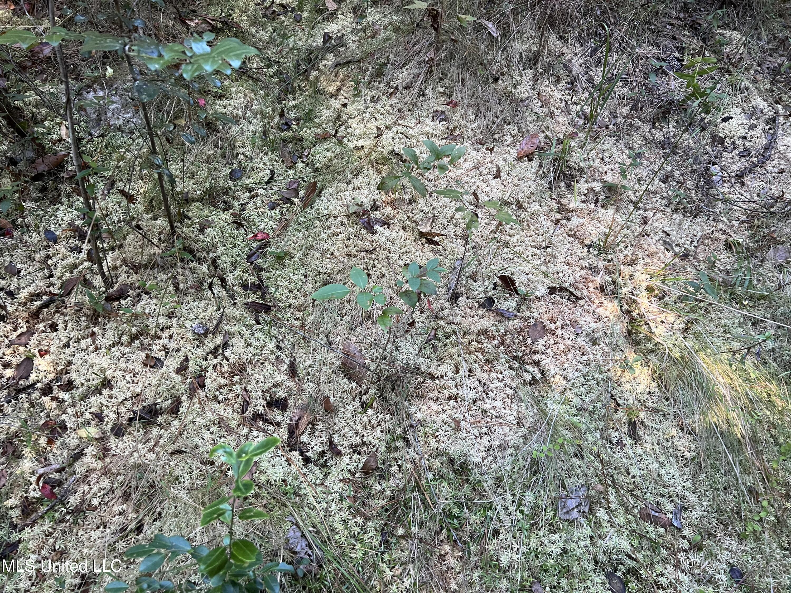 259 Forest Lake Road Beaumont, MS 39423 - Photo 32 of 62 IMG_9009