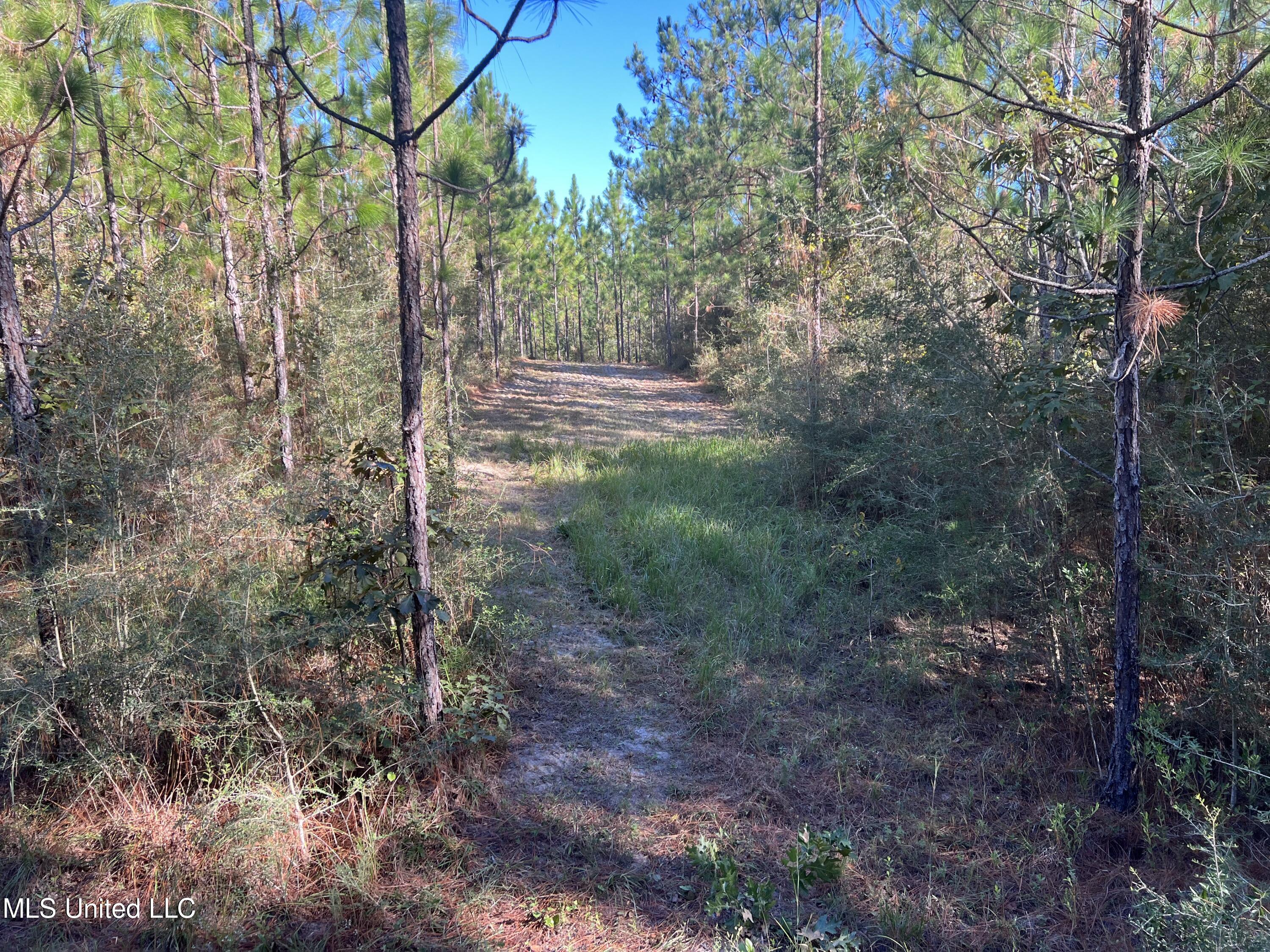 259 Forest Lake Road Beaumont, MS 39423 - Photo 33 of 62 IMG_8999