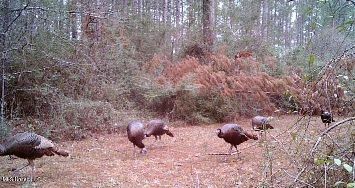 259 Forest Lake Road Beaumont, MS 39423 - Photo 37 of 62 IMG_9085