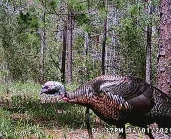 $235,000 | 259 Forest Lake Road, Beaumont, MS 39423