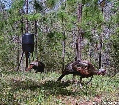 $235,000 | 259 Forest Lake Road, Beaumont, MS 39423