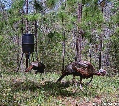 259 Forest Lake Road Beaumont, MS 39423 - Photo 39 of 62 IMG_9083