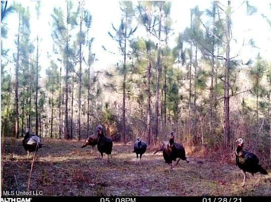 $235,000 | 259 Forest Lake Road, Beaumont, MS 39423