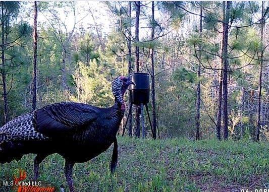 259 Forest Lake Road Beaumont, MS 39423 - Photo 41 of 62 IMG_9081