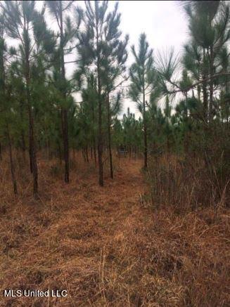 259 Forest Lake Road Beaumont, MS 39423 - Photo 42 of 62 IMG_9076
