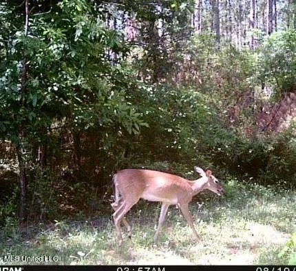 $235,000 | 259 Forest Lake Road, Beaumont, MS 39423