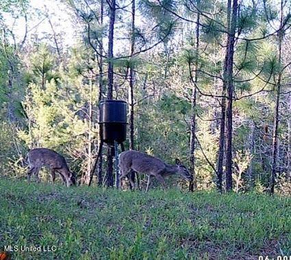 259 Forest Lake Road Beaumont, MS 39423 - Photo 44 of 62 IMG_9099