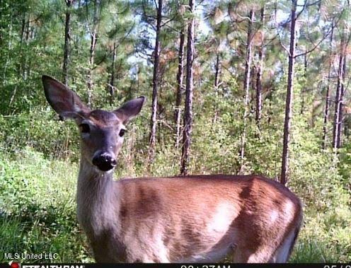 259 Forest Lake Road Beaumont, MS 39423 - Photo 45 of 62 IMG_9100