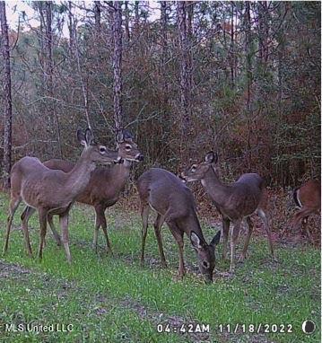 259 Forest Lake Road Beaumont, MS 39423 - Photo 46 of 62 IMG_9101