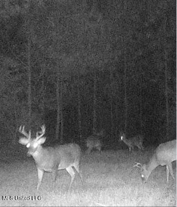 $230,000 | 259 Forest Lake Road, Beaumont, MS 39423