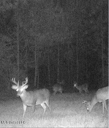 259 Forest Lake Road Beaumont, MS 39423 - Photo 48 of 62 IMG_9103