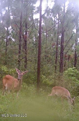 259 Forest Lake Road Beaumont, MS 39423 - Photo 49 of 62 IMG_9104