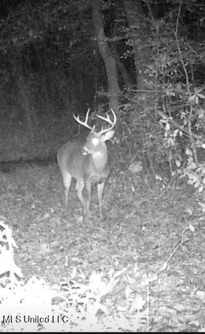 $235,000 | 259 Forest Lake Road, Beaumont, MS 39423