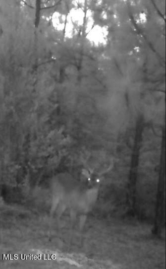 259 Forest Lake Road Beaumont, MS 39423 - Photo 51 of 62 IMG_9106