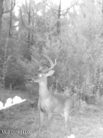 259 Forest Lake Road Beaumont, MS 39423 - Photo 52 of 62 IMG_9107