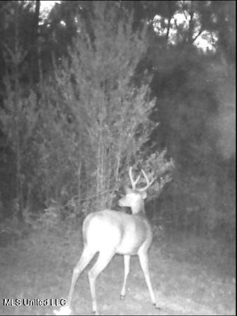 259 Forest Lake Road Beaumont, MS 39423 - Photo 53 of 62 IMG_9108